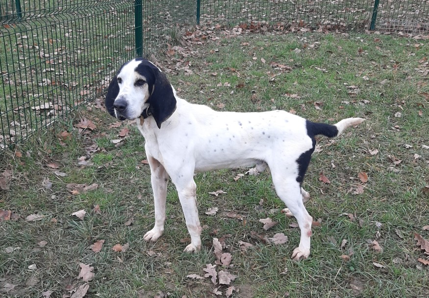 Marius, l'animal de la semaine