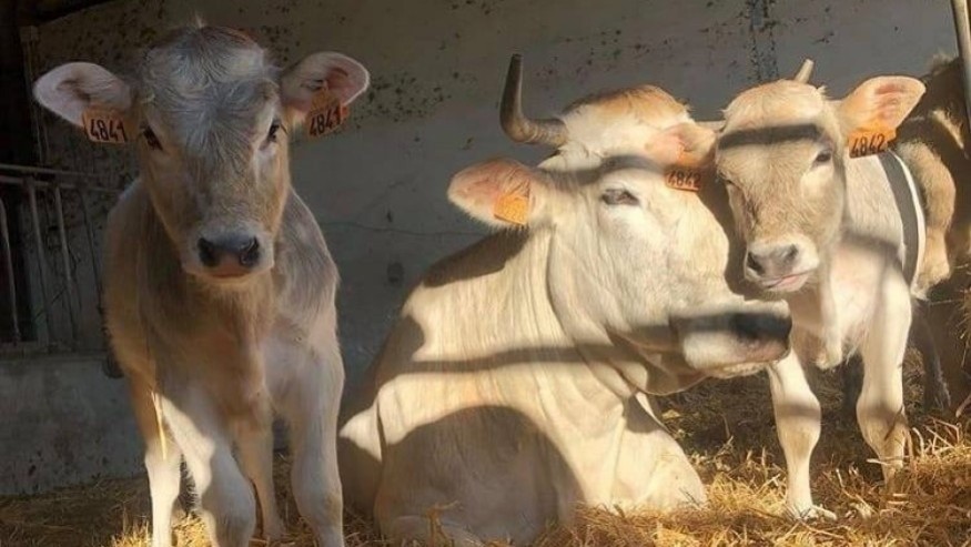 Hautes-Pyrénées : le risque de propagation de la DNC depuis l'Espagne « précaire » selon Christian Fourcade, président de la Chambre d'agriculture