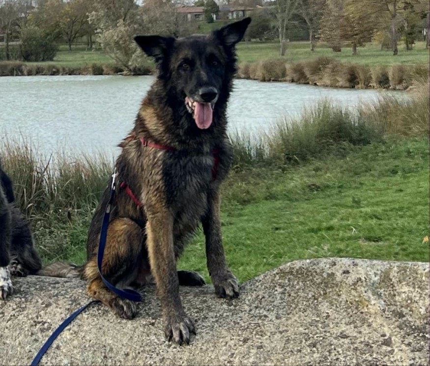 Iron, l'animal de la semaine