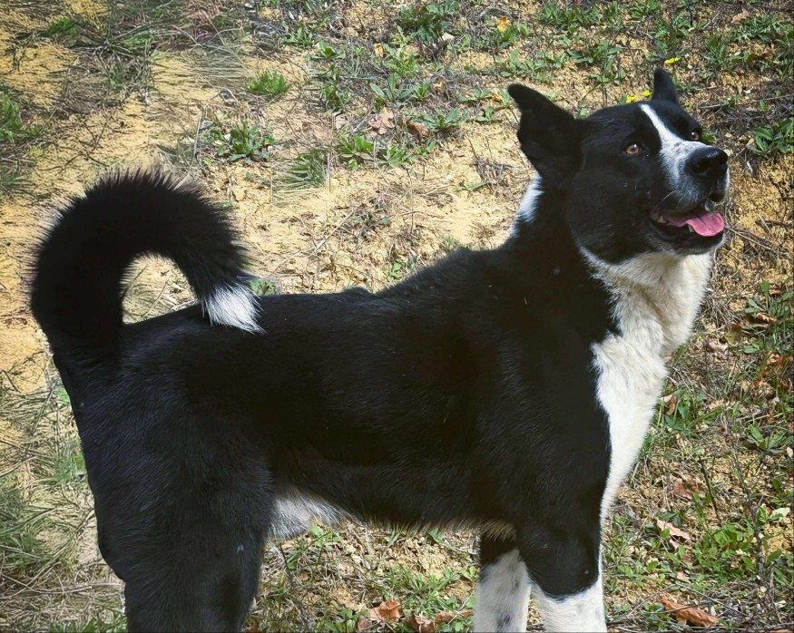 Balto, l'animal de la semaine