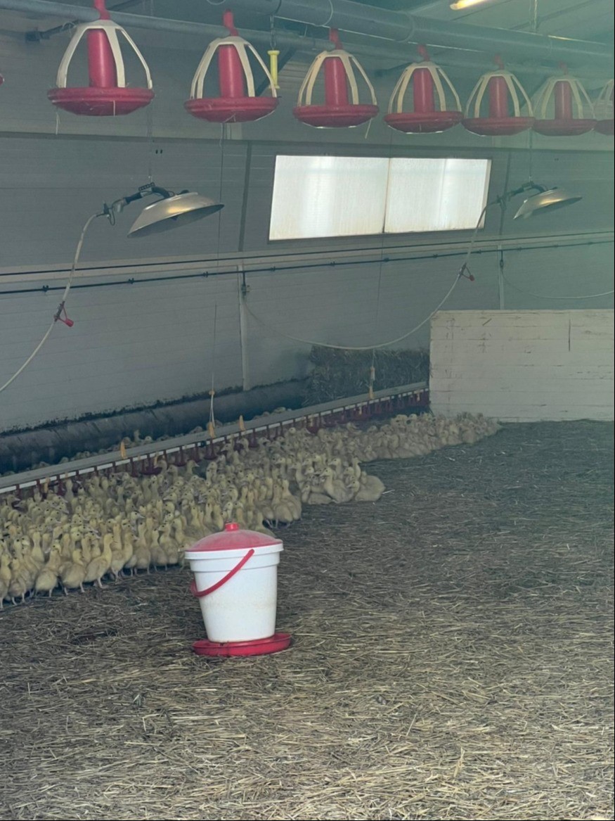 Influenza aviaire – Gers : le président de la Chambre d’agriculture demande au préfet la levée des restrictions de sortie des animaux