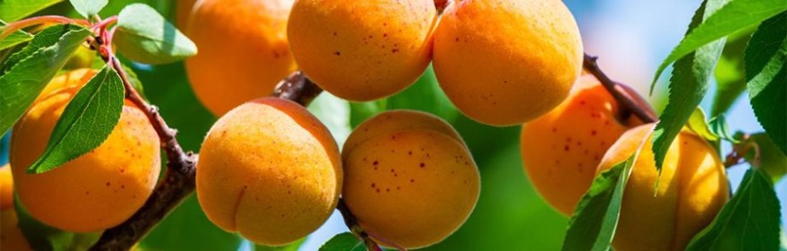 Lot-et-Garonne : l'indemnité de solidarité nationale ouverte pour les pertes de récoltes dues aux orages et températures élevées de 2025