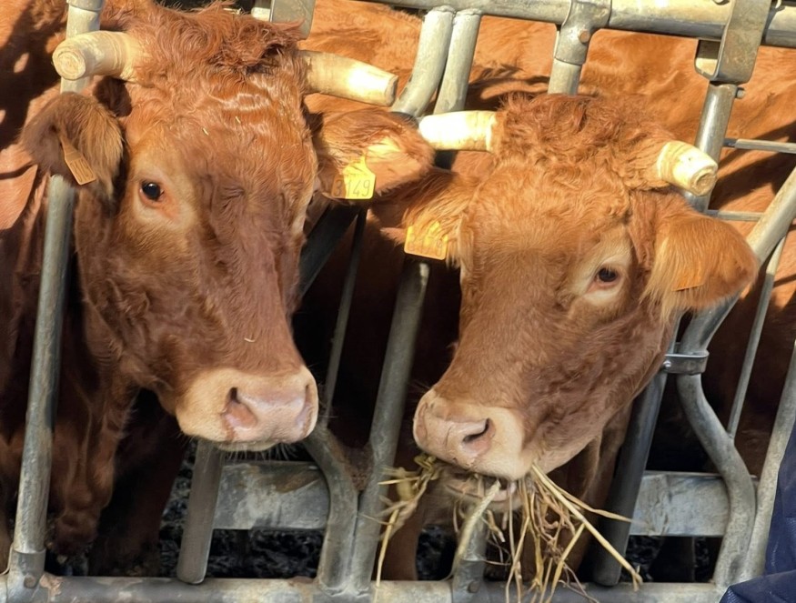 Hautes-Pyrénées : levée de la dernière zone de surveillance de DNC