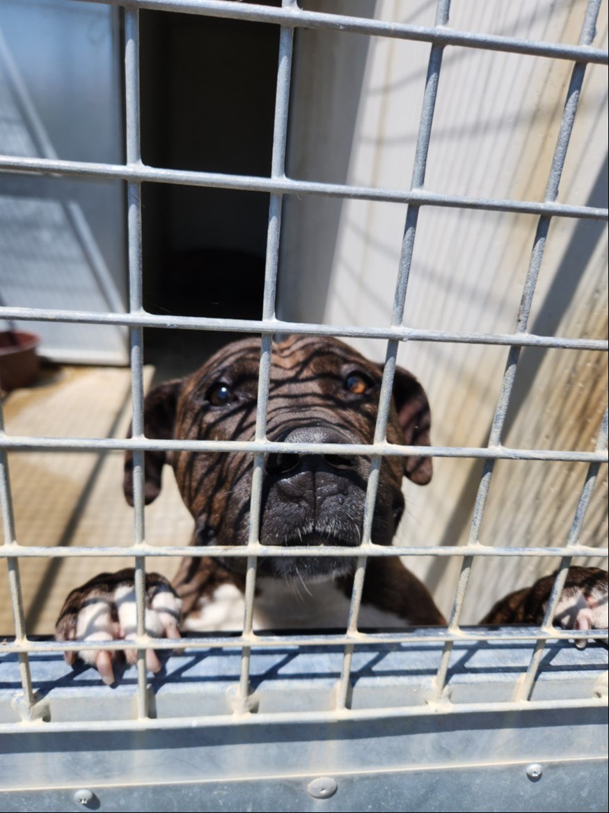 Gers : touchée par plusieurs cas de toux du chenil, la SPA du Gers contrainte de fermer le refuge au public pendant plusieurs jours