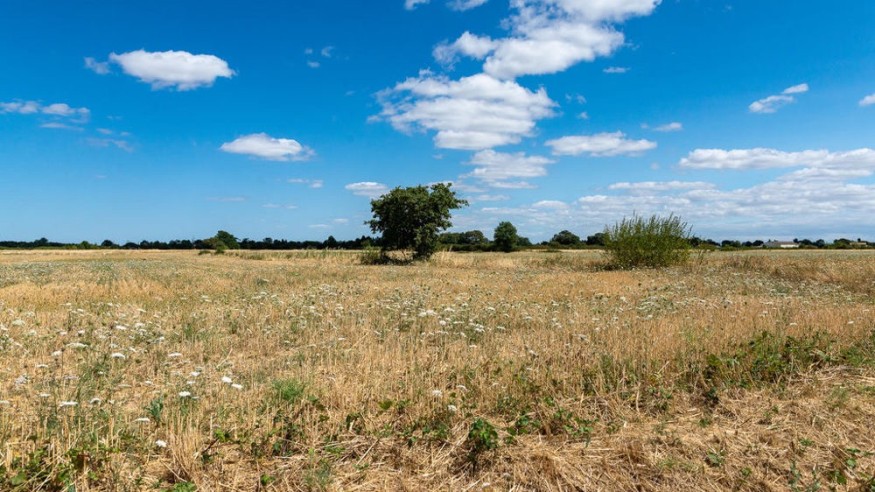 Gers : la réduction du couvert végétal des jachères autorisée jusqu'au 5 juillet