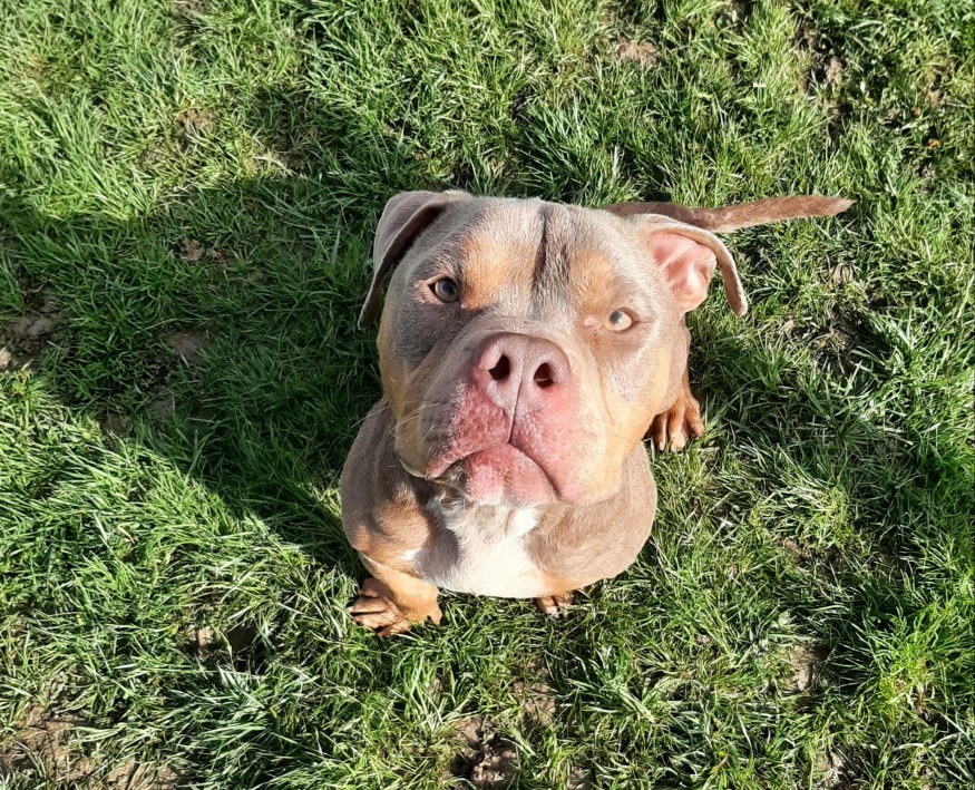 Marley, l'animal de la semaine
