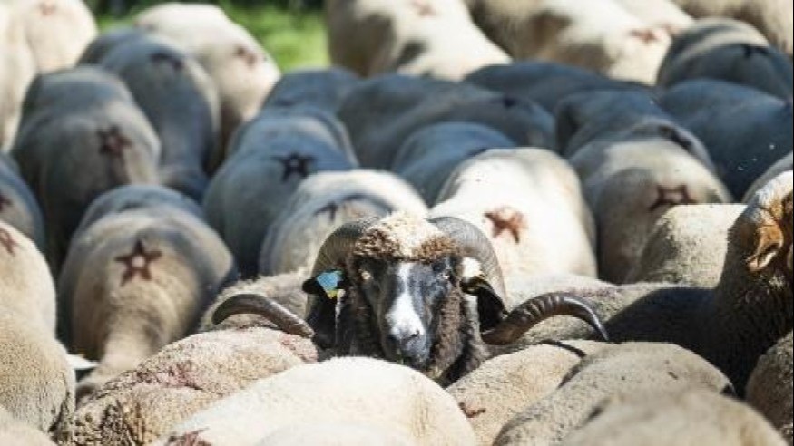 Hautes-Pyrénées : la FCO touche à nouveau le département, plusieurs foyers confirmés