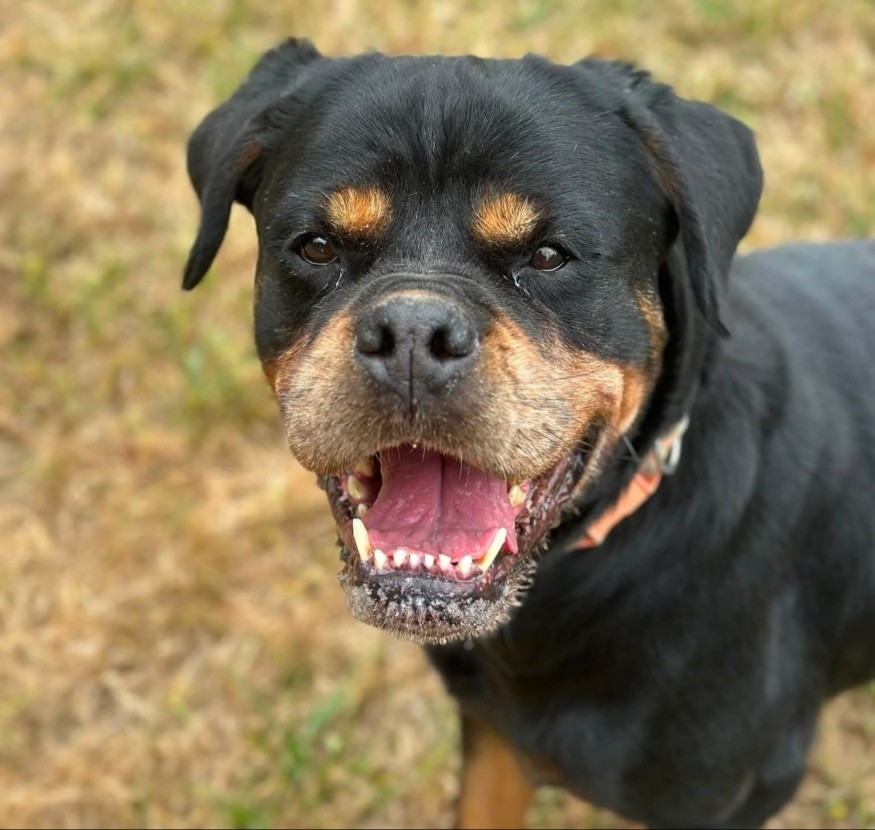 Hera, l'animal de la semaine
