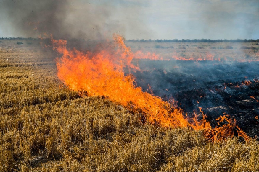 Jégun : un arbre tombe sur une ligne à haute tension et provoque un feu de chaumes