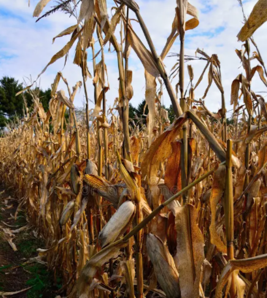 Sécheresse et canicule : plus d’un milliard d’euros d’aides annoncé pour les agriculteurs