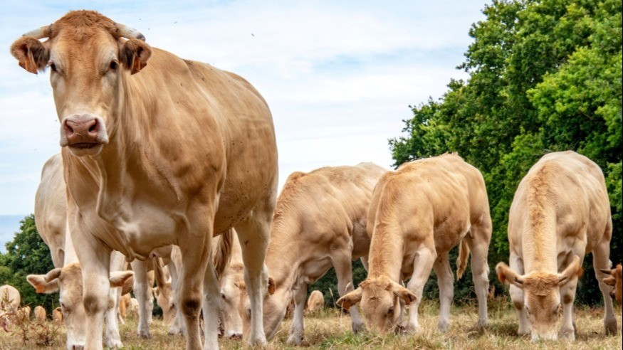 Hautes-Pyrénées : une enquête lancée par la Chambre d'agriculture autour des besoins en eau des éleveurs