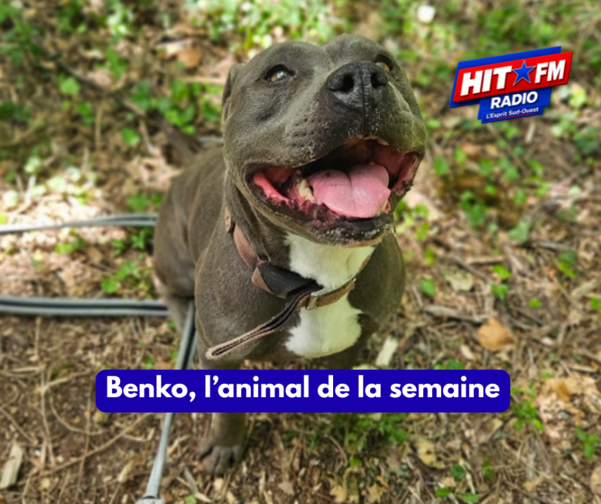 Benko, l'animal de la semaine