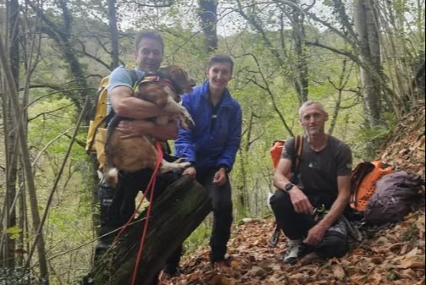 Hautes-Pyrénées : les gendarmes du PGHM mobilisés pour sauver un chien de chasse coincé dans un canyon