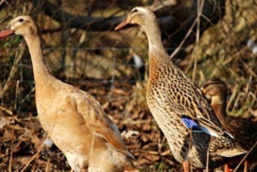 Grippe aviaire : un premier foyer détecté dans le Tarn-et-Garonne ce lundi