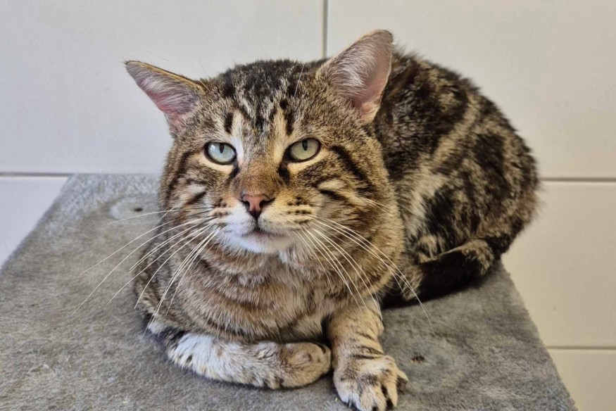 Horus, l'animal de la semaine