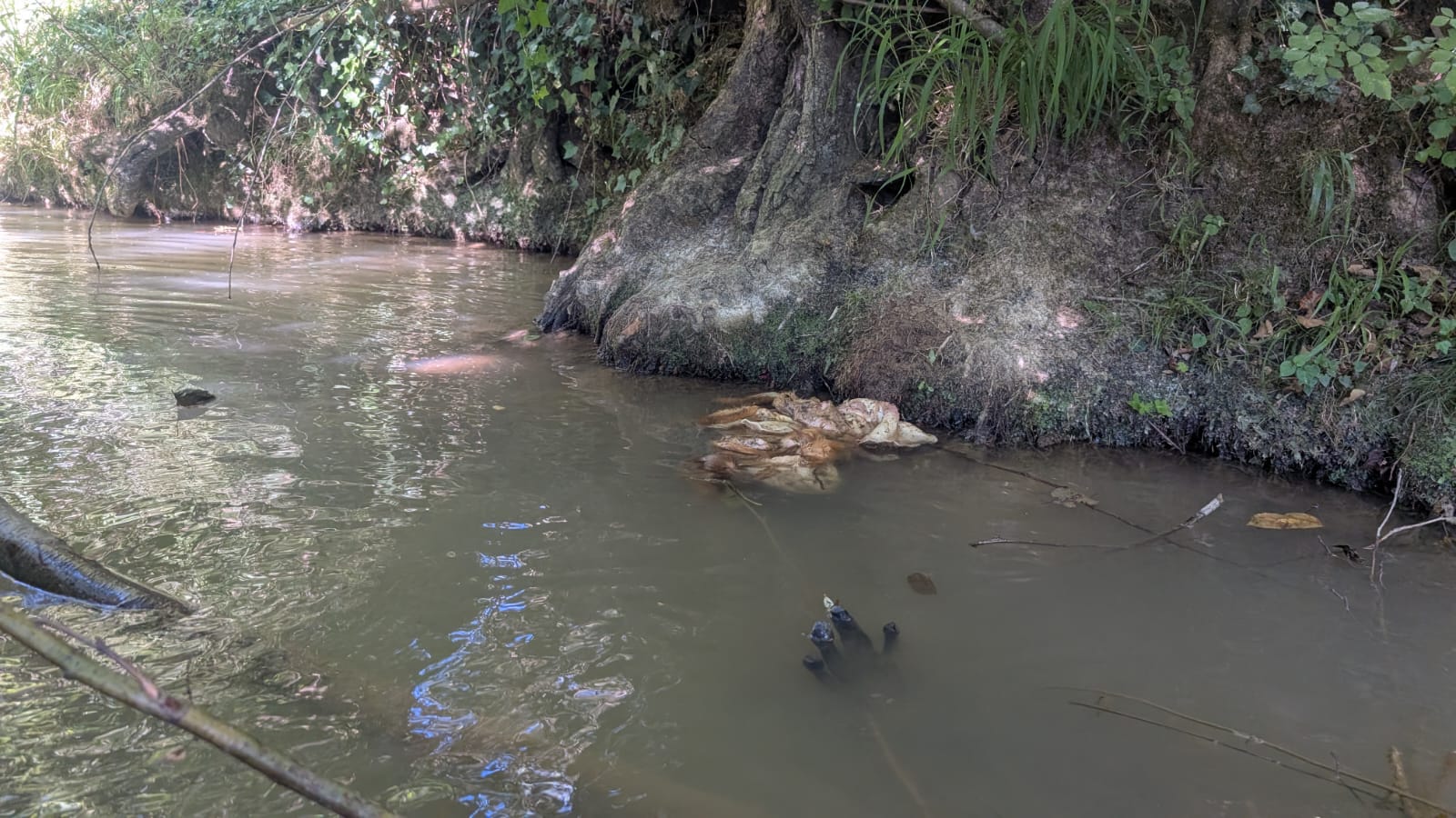 IMG-20250807-WA0003.jpg (246 KB)