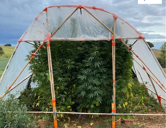 cana 21.png (486 KB)