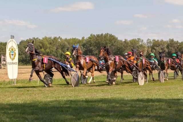 chevaux.jpeg (55 KB)