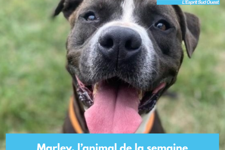 Marley, l'animal de la semaine
