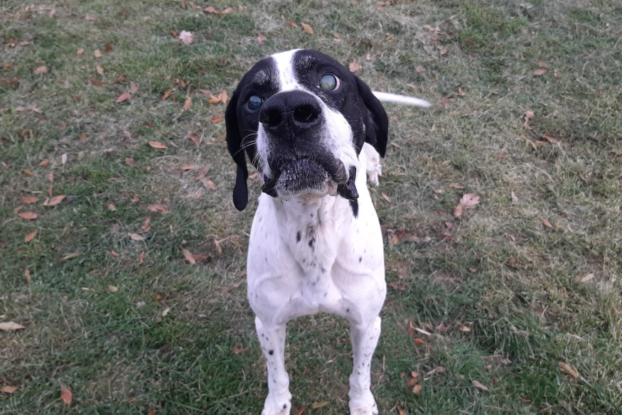 Nestor, l'animal de la semaine