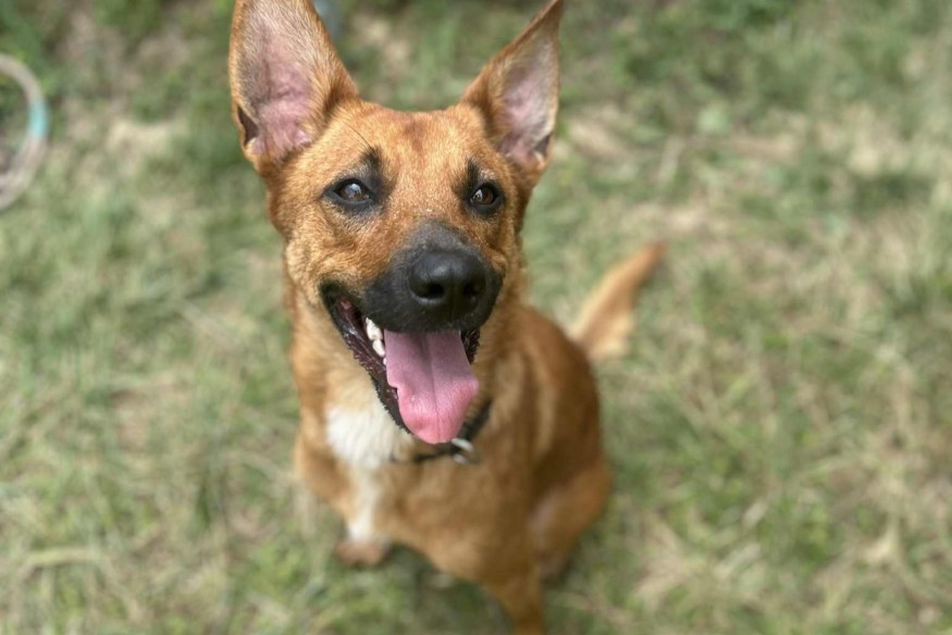 Luther, l'animal de la semaine