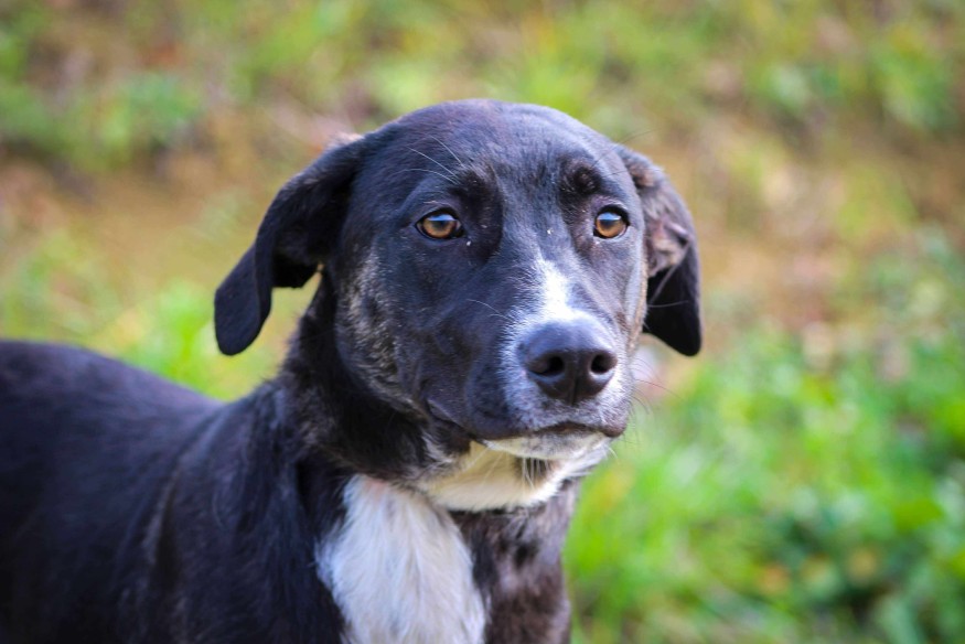 Athena, l'animal de la semaine