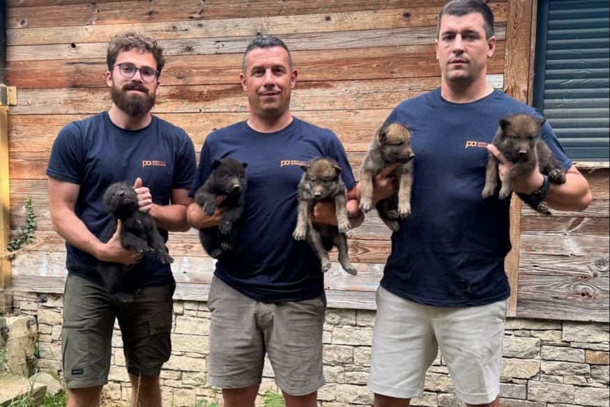 Hautes-Pyrénées : louveteaux, bébés ocelots, le Parc animalier des Pyrénées enregistre plusieurs naissances