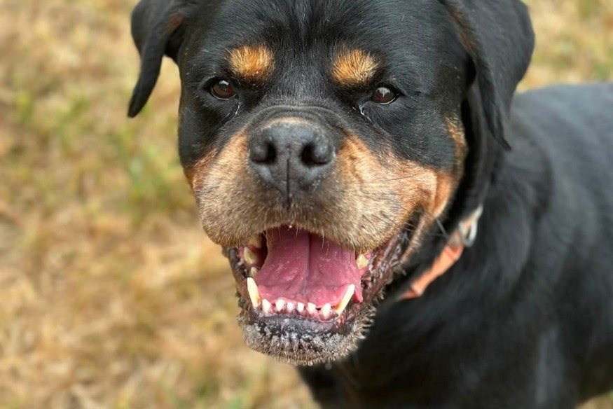 Hera, l'animal de la semaine