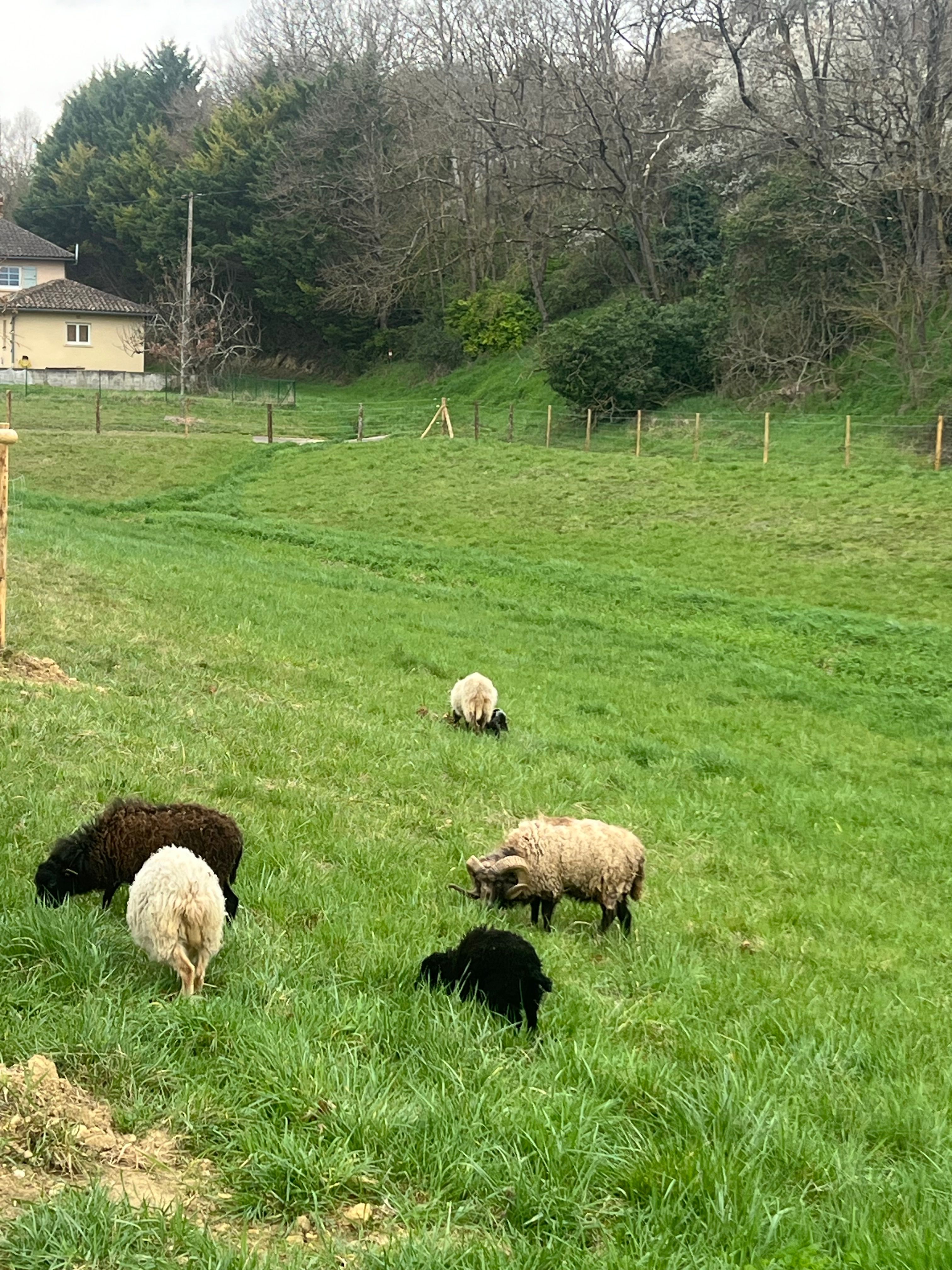 picture - 2026-03-06T121912.735.jpg (1.70 MB)