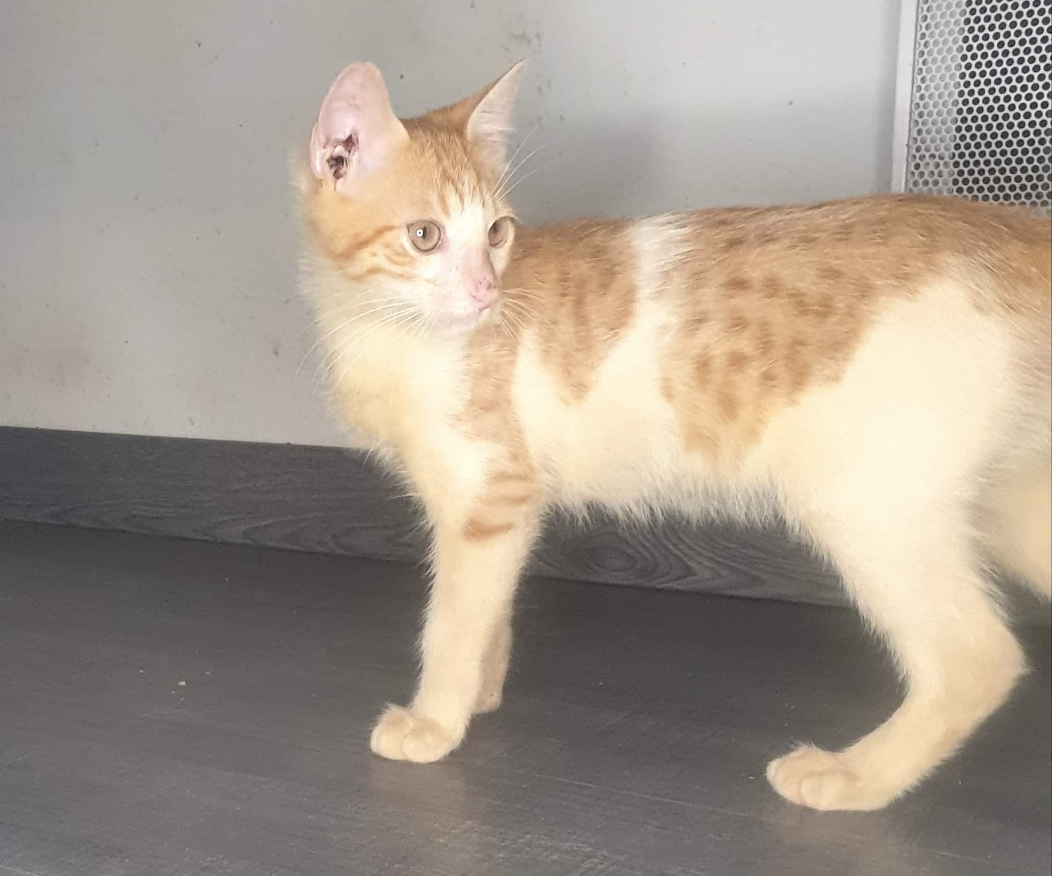 received_991090831524066.jpeg (153 KB)